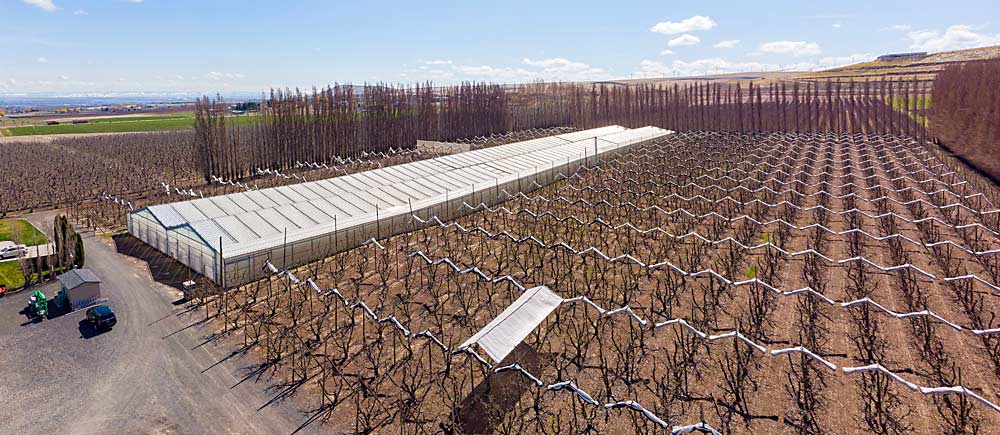 The 2.5-acre retractable-roof greenhouse was installed over a mature Rainier orchard in 2018 and, after a learning curve, the trees inside have produced a high-quality crop three weeks earlier than the rest of the orchard. (TJ Mullinax/Good Fruit Grower)