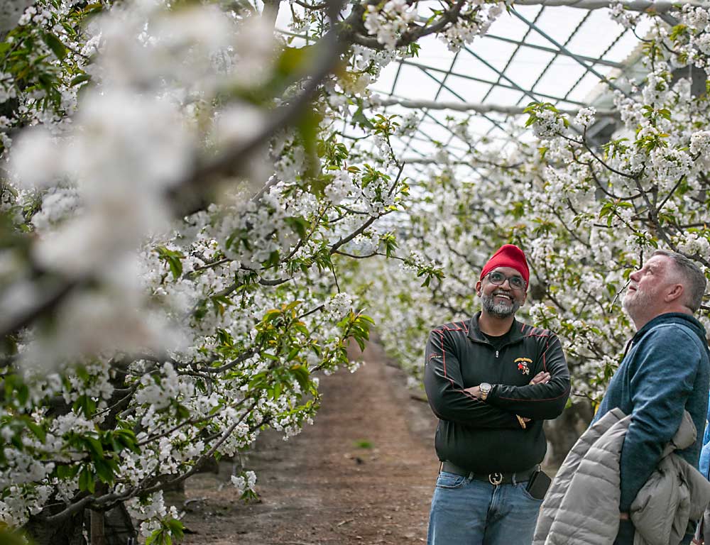 Marketer Kam Chauhan, left, and grower Todd Wilmoth look for bees sneaking into this Rainier cherry block through the retracting roof of the greenhouse at Cherry Ridge Farms in Kennewick, Washington. This 2.5-acre Cravo greenhouse helps the company to export the first Washington cherries into the high-end Asian market, which Chauhan said is worth the investment. (TJ Mullinax/Good Fruit Grower)