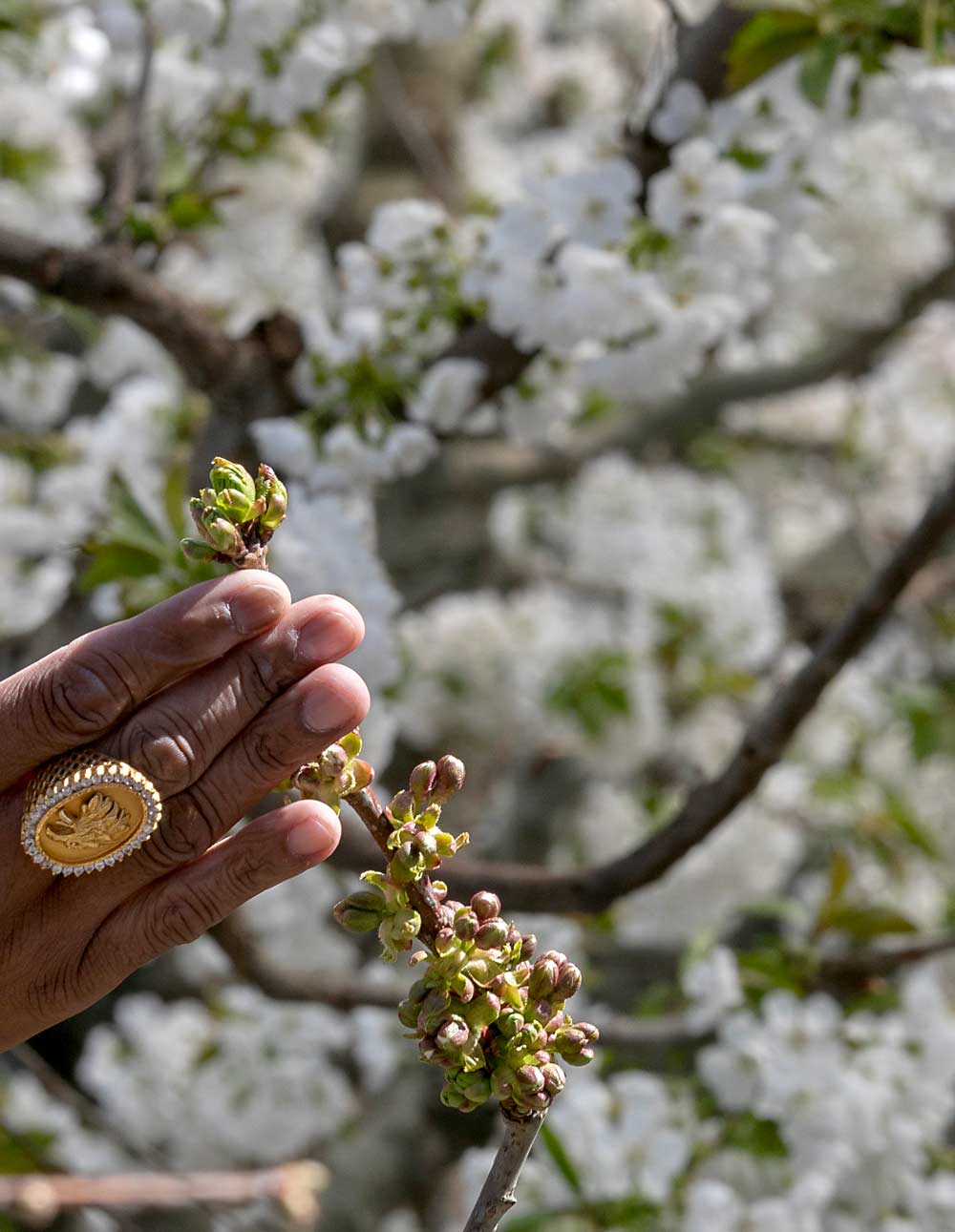 Chauhan examines the buds on a Rainier tree just outside the greenhouse structure — still at green tip on April 5 — while the fading bloom in the greenhouse is visible through the open door behind him. Inside the greenhouse, the Rainiers hit full bloom March 25. (TJ Mullinax/Good Fruit Grower)