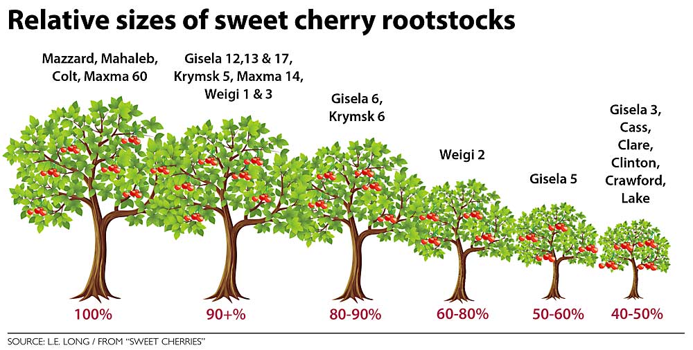 Relative sizes of sweet cherry rootstocks. (Source: L.E. Long/from “Sweet Cherries”)