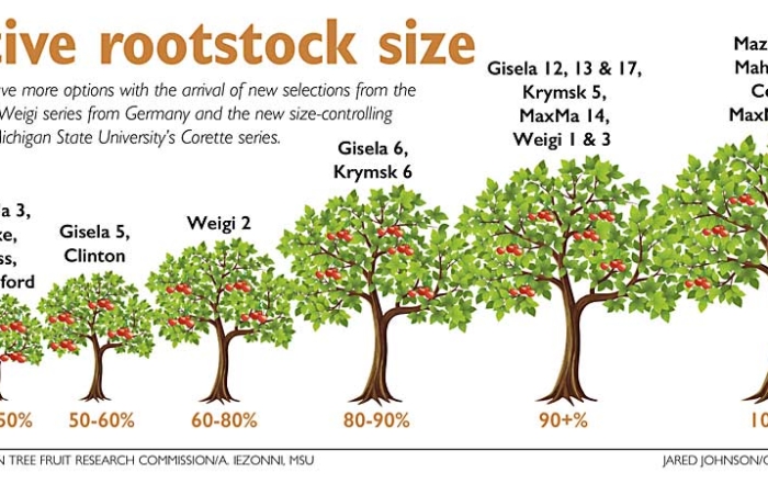 Cherry growers have more options with the arrival of new selections from the Gisela series, the Weigi series from Germany and the new size-controlling rootstocks from Michigan State University's Corette series. (Jared Johnson/Good Fruit Grower Illustration)