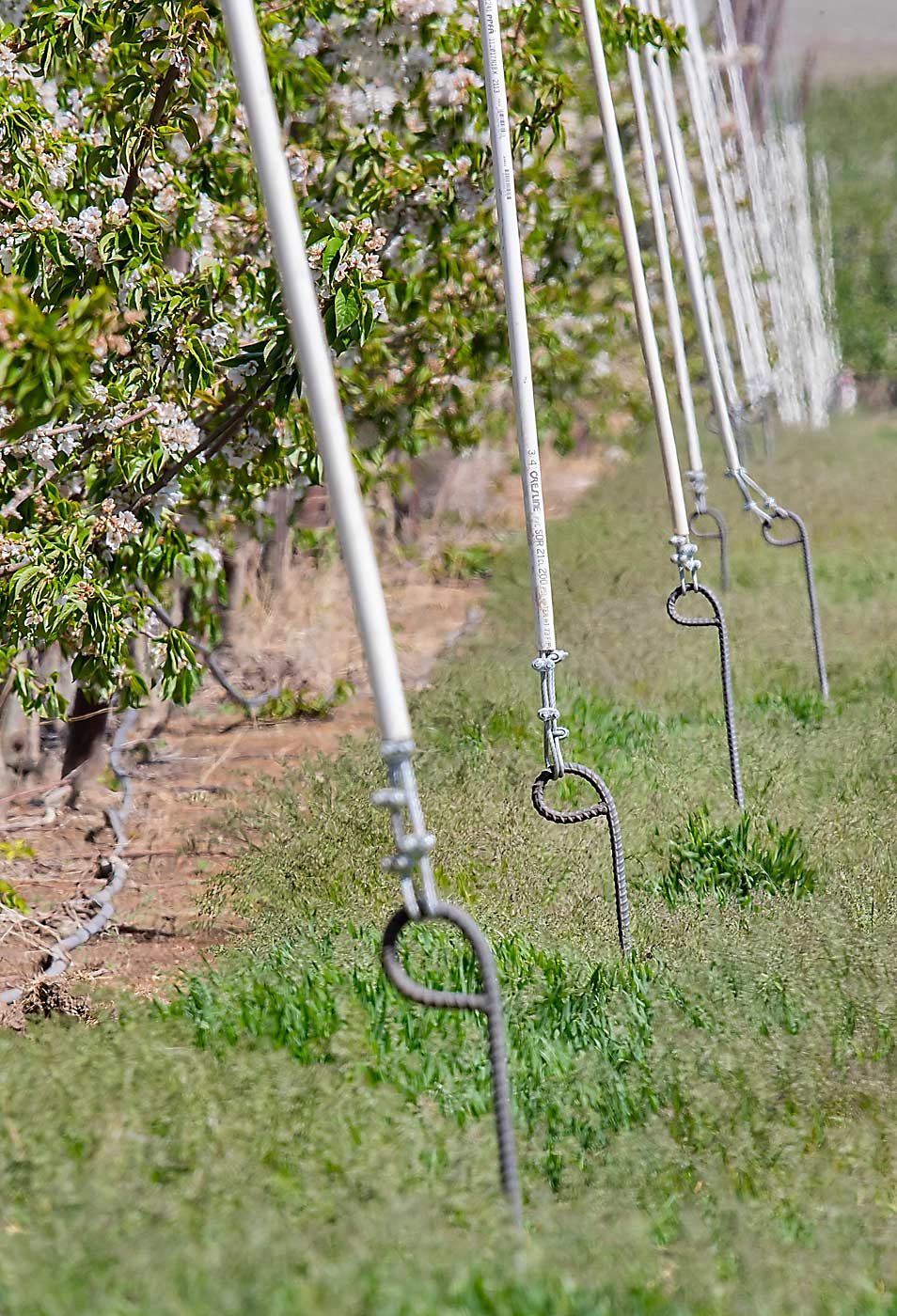 Every piece of a trellis system, from anchors to connectors to cables to posts, should be accounted for in terms of the system’s overall load-bearing abilities, according to engineer Mark De Kleine, who designed the retrofit for this Benton City, Washington, cherry block that includes anchors glued into the hard, rocky ground. (TJ Mullinax/Good Fruit Grower)