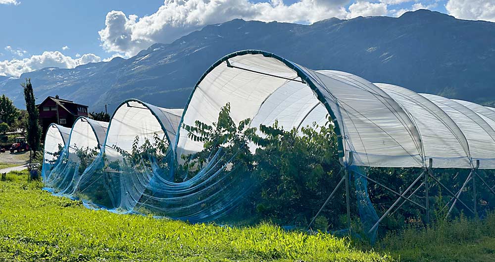 The cherry high tunnels are built on the slopes of the fjords. Often the tunnel ends are left open to allow the breeze to blow through, which keeps the tunnels dry and prevents overheating.(Susan Poizner/for Good Fruit Grower)