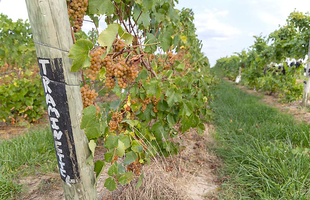 A row of Traminette grapes at Arrowhead Vineyards in Baroda, Michigan, in October. The vineyard’s owners, the Nitz family, are expanding their winery and winemaking capacity. (Matt Milkovich/Good Fruit Grower)