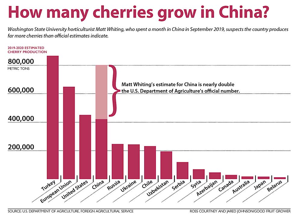 How many cherries grow in China? Washington State University horticulturist Matt Whiting, who spent a month in China in September 2019, suspects the country produces far more cherries than official estimates indicate. (Source: U.S. Department of Agriculture, Foreign Agricultural Service. Graphic: Ross Courtney and Jared Johnson/Good Fruit Grower.)