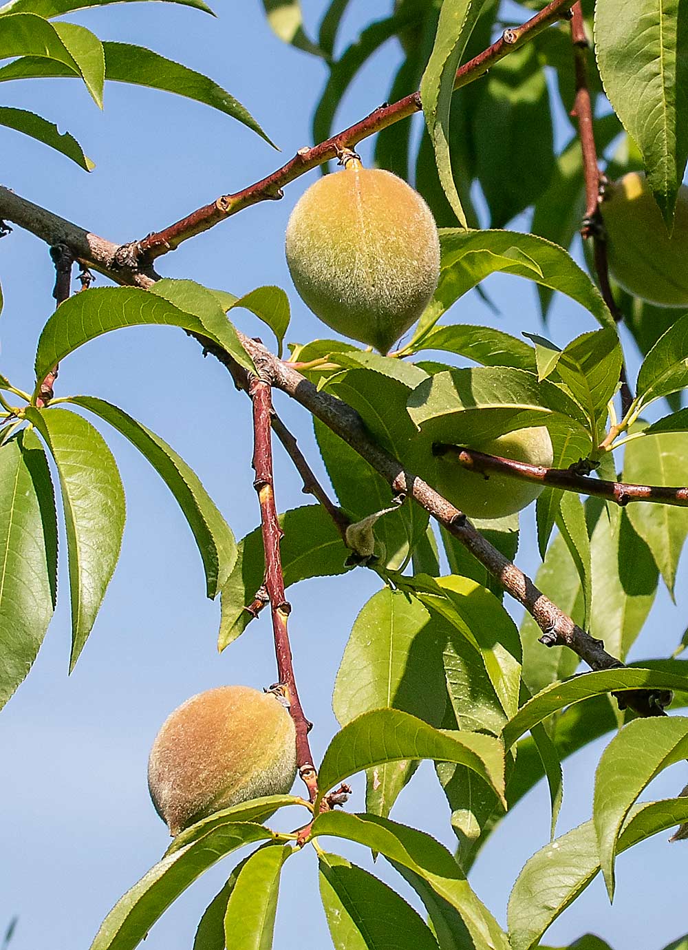 Michigan fresh peaches, like those seen here in a Conklin orchard in June 2022, are considered “local” by two big markets: Detroit and Chicago. (TJ Mullinax/Good Fruit Grower)