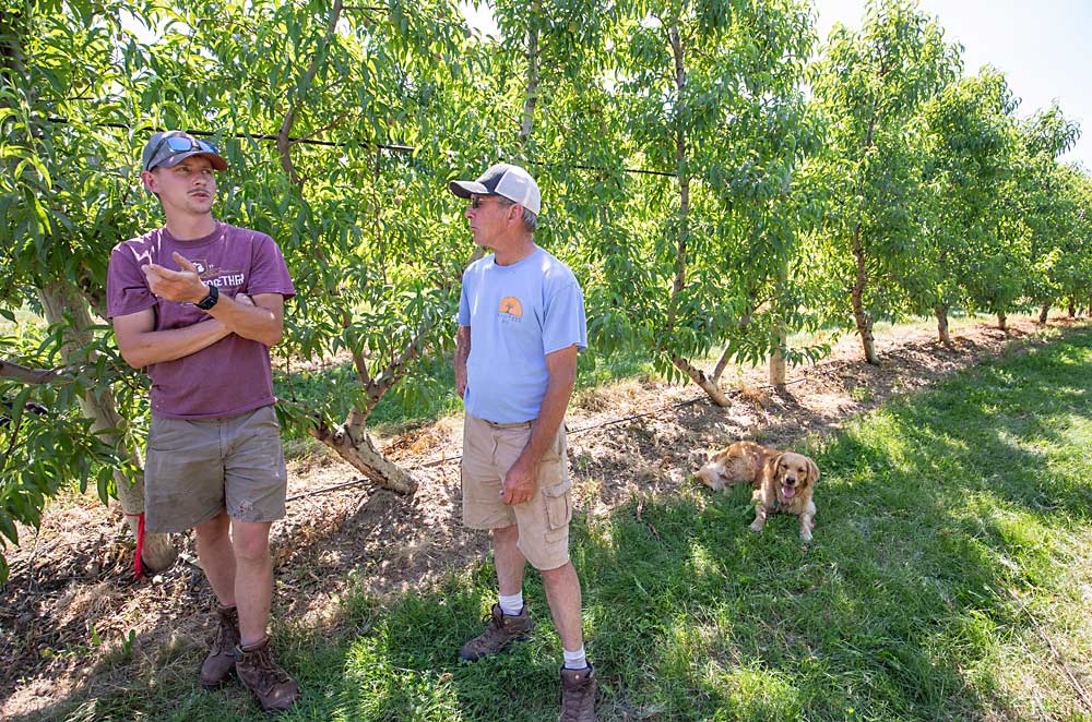 Kyle, left, and Chuck Rasch planted a block of Upright Fruiting Offshoots (UFO) peach trees at their Conklin, Michigan, orchard in 2015. The UFO block yields well but isn’t quite as efficient as they’d originally hoped. (TJ Mullinax/Good Fruit Grower)