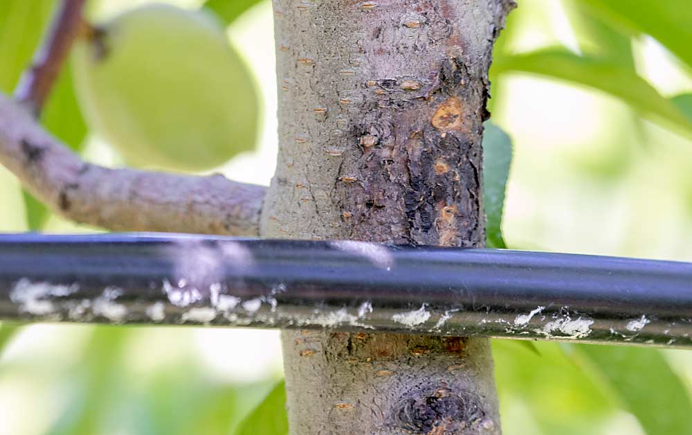 The Rasches use plastic-covered wires in the UFO trellis to limit rub damage on their peach trees. (TJ Mullinax/Good Fruit Grower)