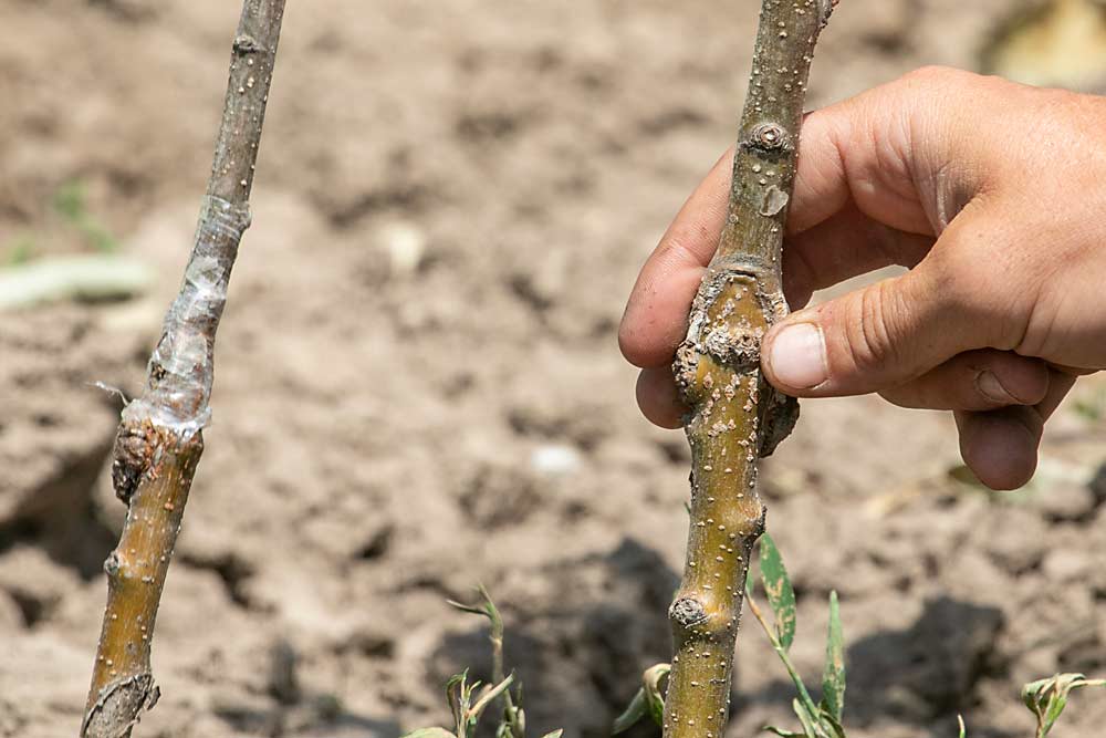 Rasch prefers to bench graft his nursery trees, like those seen here, because it helps give them a better start in Michigan’s short growing season. (TJ Mullinax/Good Fruit Grower)