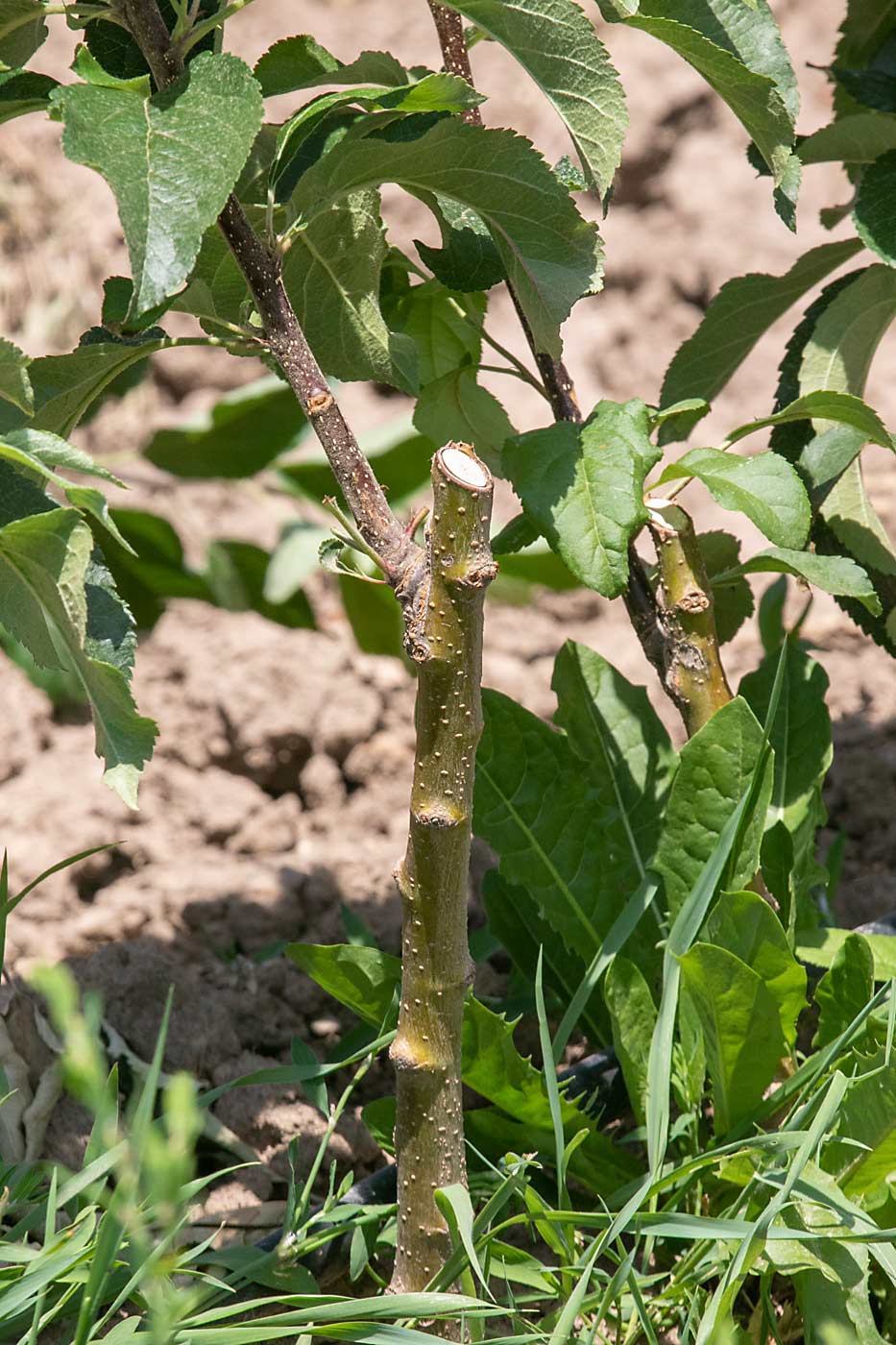 If he’s short on time, Rasch will plant the nursery rootstocks in the ground and chip bud them later, like the trees seen here. (TJ Mullinax/Good Fruit Grower)