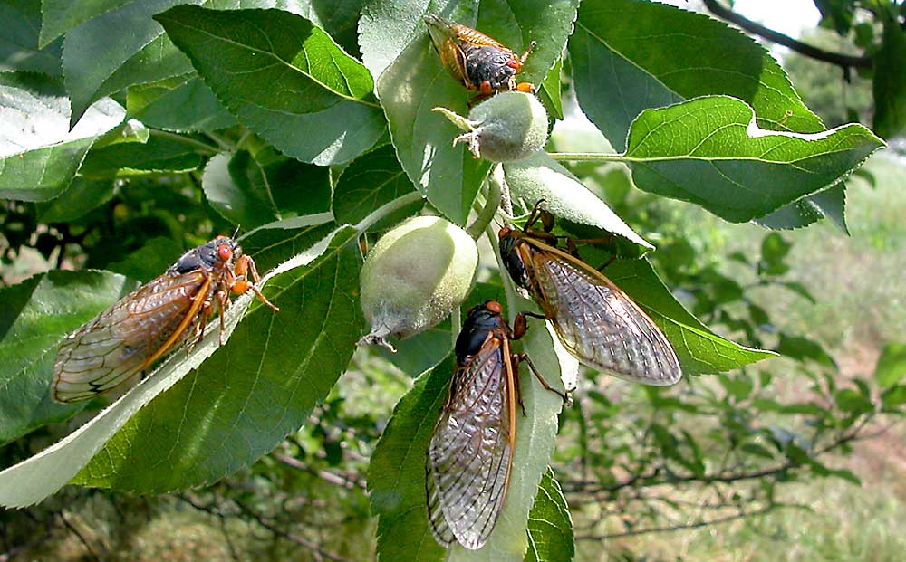 Brood X cicadas on a young fruit tree in Pennsylvania in 2004, during the brood’s last emergence. Egg-laying females can damage young fruit trees, but most growers were expecting any damage done this year to be manageable. (Courtesy Greg Krawczyk, Penn State University)