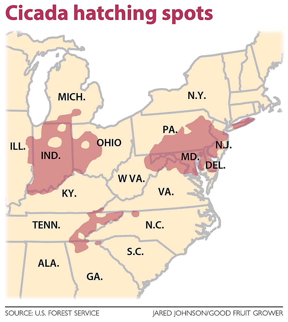 Billions of cicadas are expected to emerge this spring in three main regions in the Midwest, South and Mid-Atlantic this year. (Source: U.S. Forest Service; Map: Jared Johnson/Good Fruit Grower)