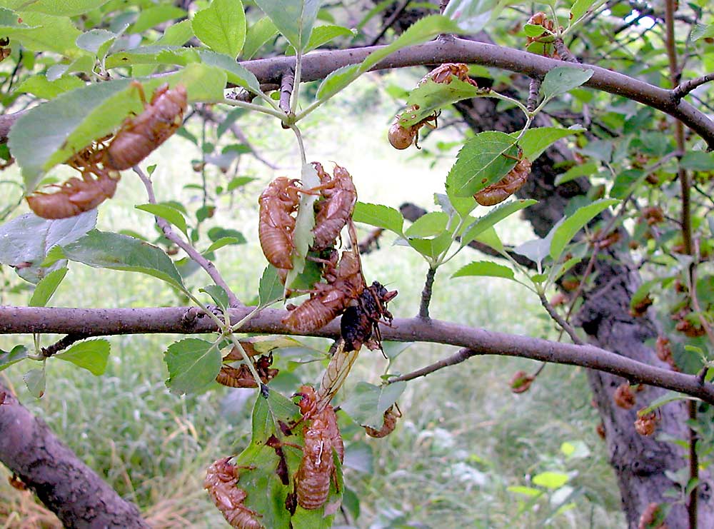 Molting cicadas leave their husks behind in Pennsylvania. This picture, taken during the last Brood X emergence in 2004, shows how many cicadas can show up in the brood’s hot spots. (Courtesy Greg Krawczyk, Penn State University)