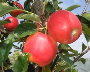 This unnamed new apple bred in Catalonia manages to develop good red color despite summer heat where temperatures reach over 100 degrees, stay hot into the fall and don’t cool at night. (Courtesy T&G Global)