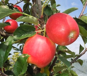 This unnamed new apple bred in Catalonia manages to develop good red color despite summer heat where temperatures reach over 100 degrees, stay hot into the fall and don’t cool at night. (Courtesy T&G Global)