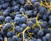 A bin of Merlot grapes awaits pressing at Co Dinn Winery Sept. 14, 2017, in Sunnyside, Washington. (Shannon Dininny/Good Fruit Grower)