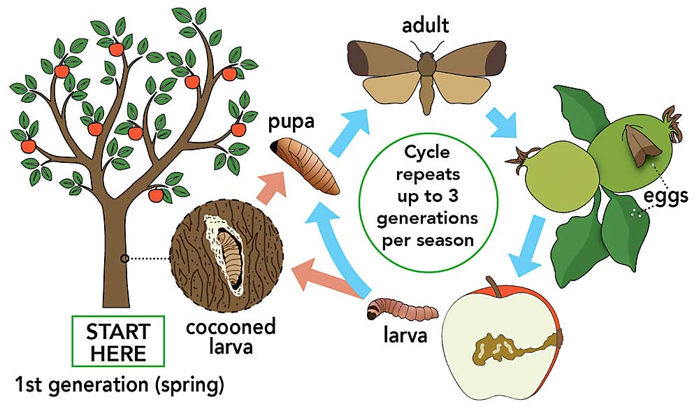 An illustration of the life cycle of the codling moth. The best time for spraying is at the egg and larvae stages in the first generation of the year, at about 375 growing degree-days. (Courtesy Rebecca Richter/Montana State University)