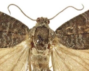Adult codling moth, Cydia pomonella (Courtesy Todd M. Gilligan and Marc E. Epstein/Colorado State University)