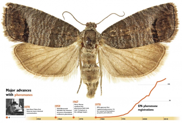 Major advances with pheromones. Click image to enlarge. (Jared Johnson/Good Fruit Grower illustration. Courtesy Todd M. Gilligan and  Marc E. Epstein/Colorado State University Adult codling moth, Cydia pomonella.)