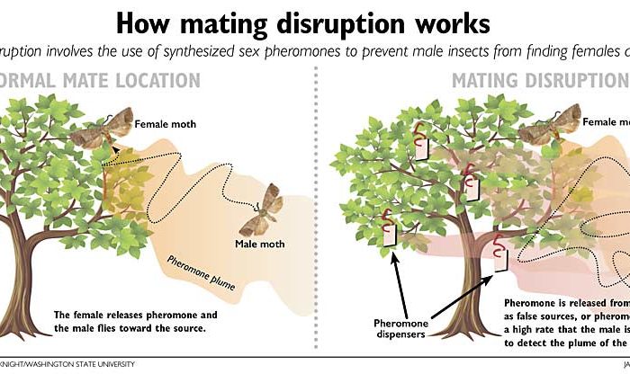 How mating disruption works. Source: Jay F. Brunner and Alan Knight/Washington State University. Jared Johnson/Good Fruit Grower