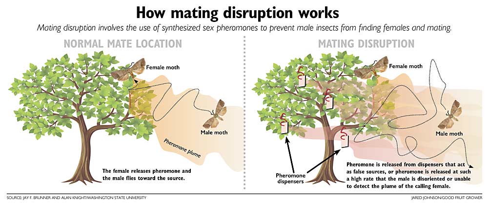 How mating disruption works. Source: Jay F. Brunner and Alan Knight/Washington State University. Jared Johnson/Good Fruit Grower