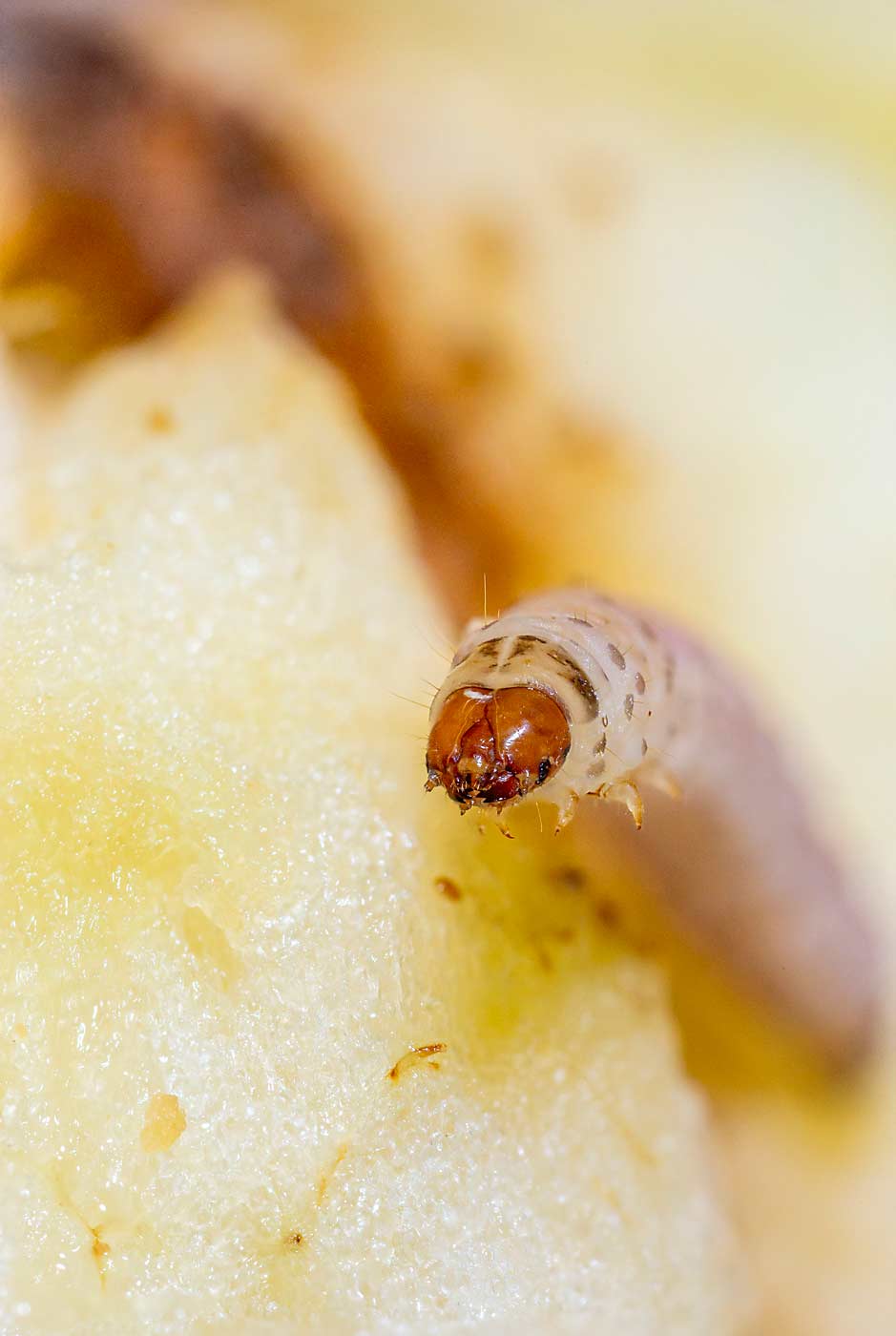 A codling moth larva on an apple. There’s a need for renewed attention on Washington’s No. 1 apple pest, according to leaders of a new industry task force. (TJ Mullinax/Good Fruit Grower)