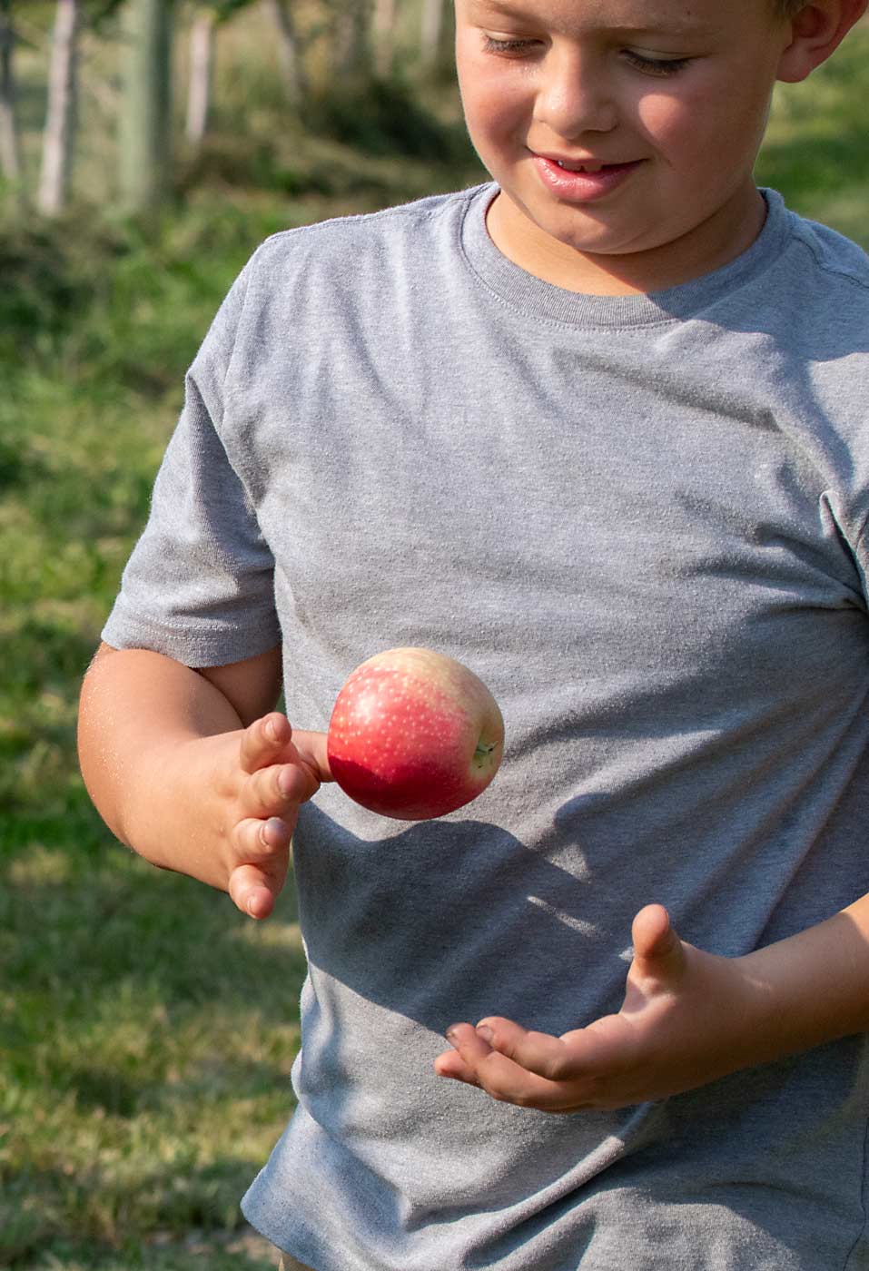 Mason Colbert, who turned 8 on Feb. 2, picks himself a Lucy Rose apple at Colbert Orchards near Tonasket. “We’re not raising apples and pears,” said his father, Pat. “We’re raising kids.”(TJ Mullinax/Good Fruit Grower)