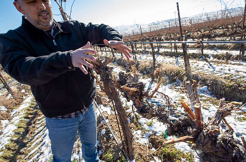 Joe Cotta, manager of Ste. Michelle Wine Estates’ Cold Creek Vineyard in Benton County, Washington, talks about how he’s trying to find the balance between mechanical pruning for efficiency and spur pruning for precision. This Cabernet Sauvignon block was being pruned with a Pellenc precision pruner in February, but last year a crew spur pruned it to clear congestion and push the growing points back toward the cordon. (TJ Mullinax/Good Fruit Grower)