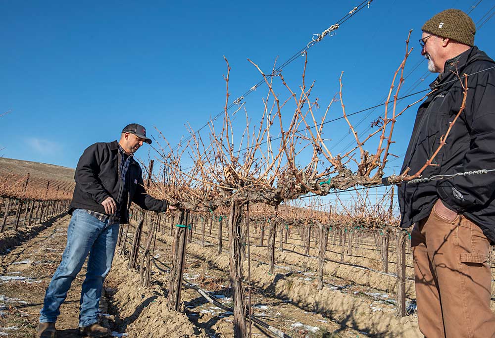 This vine awaits hand pruning after three years of mechanical management. Cotta, left, and Mike Means have found that rotating in spur pruning every third year or so strikes the right balance for both cost and quality. Wait four years or more, and the cordon becomes too congested.(TJ Mullinax/Good Fruit Grower)