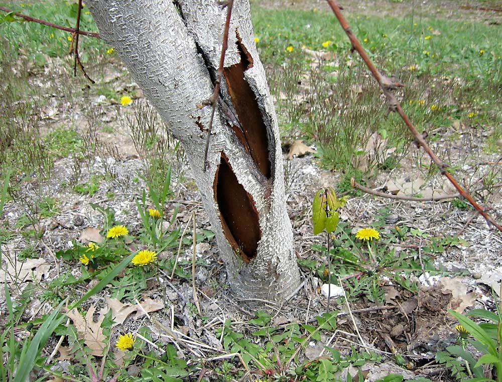 Splitting in trunks, as seen here in a peach tree, can occur following extreme winter cold events. (Courtesy Bill Shane, Michigan State University Extension)