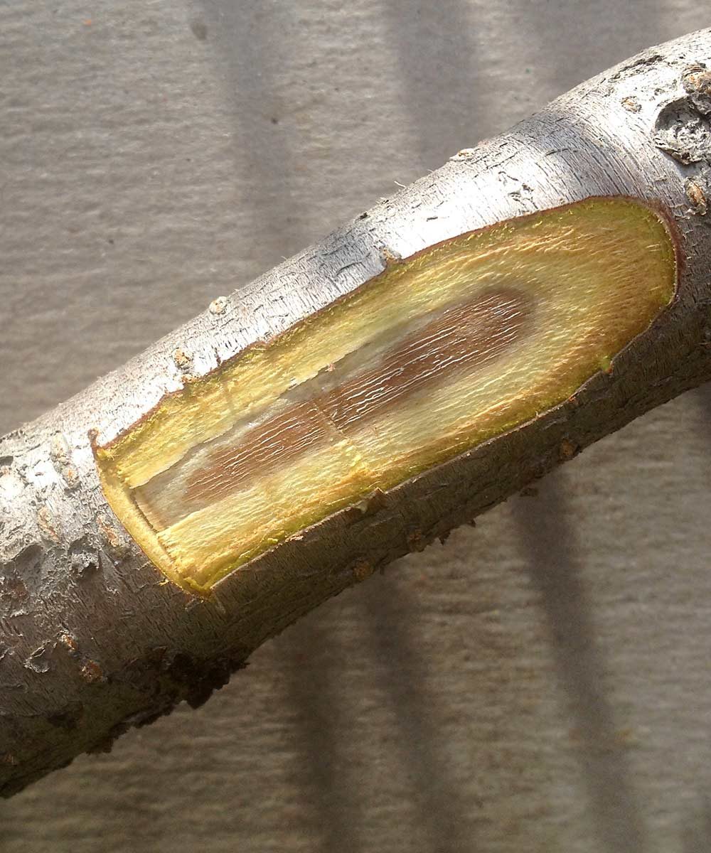 A slice into this 2- or 3-year-old peach limb shows discolored cambium and xylem tissue, indicating damage from extreme midwinter temperatures. (Courtesy Bill Shane, MSU Extension)