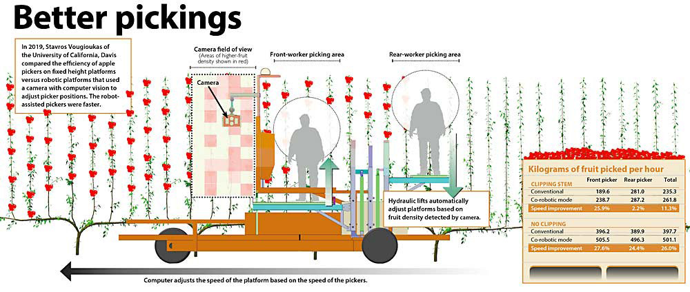 This graphic shows the results of a University of California, Davis study comparing the efficiency of apple pickers on fixed height platforms versus robotic platforms that adjust picker positions. (Source: Stavros Vougioukas/University of California-Davis, Graphic: Jared Johnson and Ross Courtney/Good Fruit Grower)