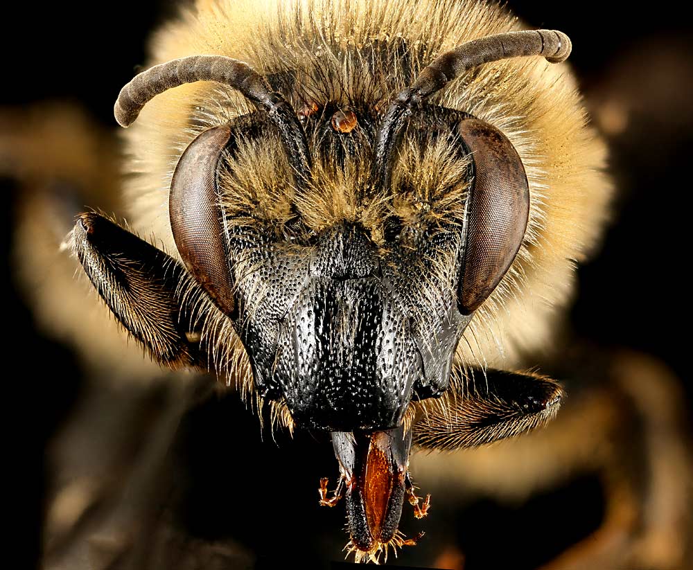 Another important wild pollinator is the blueberry cellophane bee (Colletes validus), which is found in the eastern U.S. (Courtesy Native Bee Inventory and Monitoring Lab)
