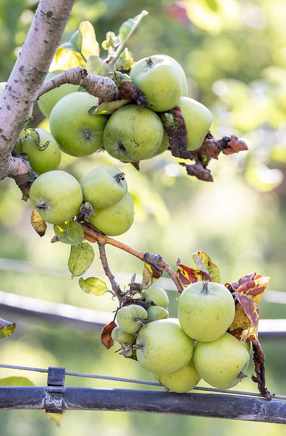 Rosy apple aphid causes curled leaves and small, deformed fruit on a Granny Smith tree used as a pollinizer in an organic Gala block. (TJ Mullinax/Good Fruit Grower)