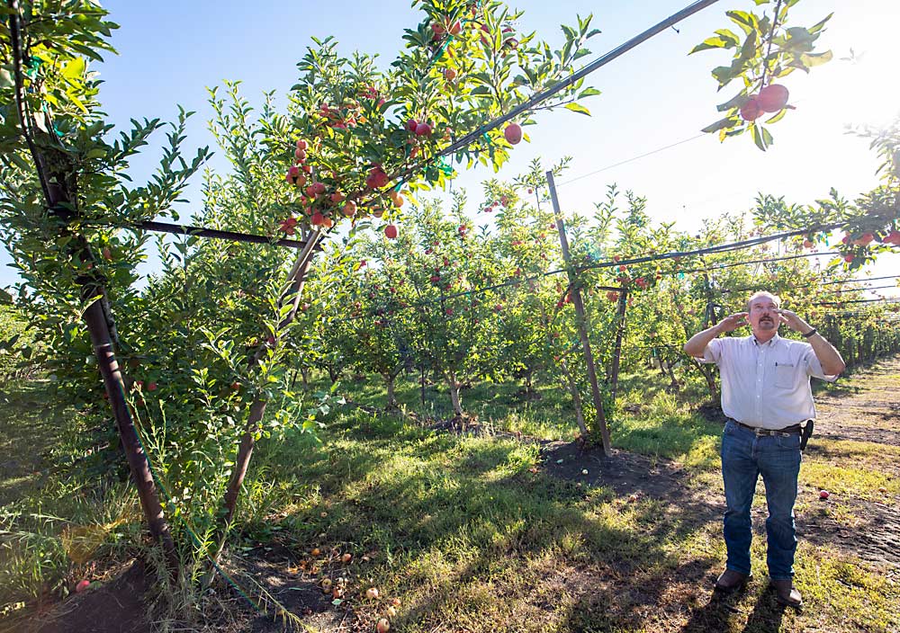 Jeff Colombini of Lodi, California, tries to maximize productivity with drive-row cutouts that leave a few feet for bearing branches overhead, estimating the extra access costs him only half a tree’s worth of crop. It’s one of many ways he’s adapting to rising labor costs and a shifting climate in the Golden State. (TJ Mullinax/Good Fruit Grower)