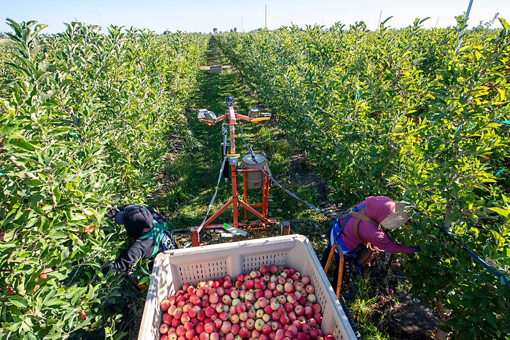 Workers pick organic Galas from a platform, a tool Colombini adopted roughly seven years ago. (TJ Mullinax/Good Fruit Grower)