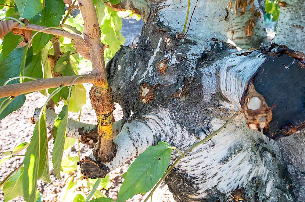 In the spring of 2021, Colombini “sucker grafted” a block of Bing cherries over to Coral Champagne, placing the graft union on suckers that grew after the large Bing limbs were chopped off. (TJ Mullinax/Good Fruit Grower)