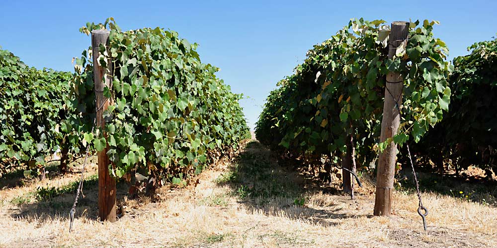 Machine-pruned vines produced large canopies with drip irrigation in Roza trials that, over the years, have convinced researchers the techniques are compatible with juice grapes — something growers once considered impossible. (Courtesy Markus Keller/Washington State University)