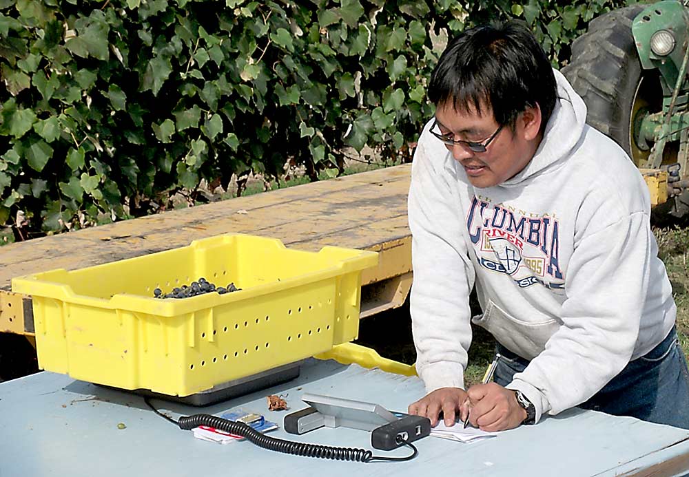 Research technologist Alan Kawakami weighs Concord grape clusters during an irrigation trial at the Washington State University Roza research vineyard near Prosser. Scientists have determined juice grapes can tolerate some deficit irrigation with no effect on yield or fruit growth. (Courtesy Markus Keller/Washington State University)