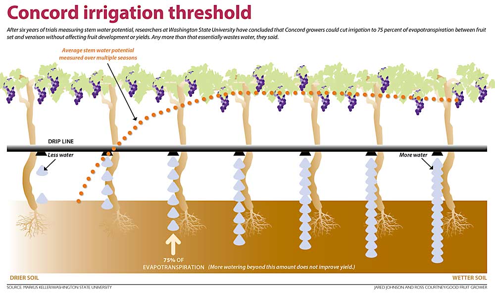 This graphic illustrates the results of a Washington State University irrigation trial that found Concord grapes need less water than growers typically provide. (Source: Markus Keller/Washington State University; Graphic: Jared Johnson and Ross Courtney/Good Fruit Grower)