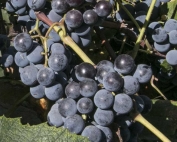 Concord grape near Outlook, Washington. (TJ Mullinax/Good Fruit Grower)