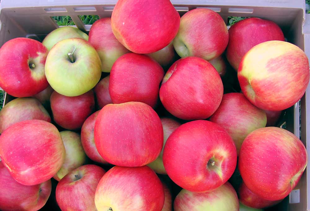 Freshly picked Cordera apples. One of three new releases from Cornell AgriTech’s apple breeding program, Cordera is resistant to apple scab. (Courtesy Kevin Maloney/Cornell University)