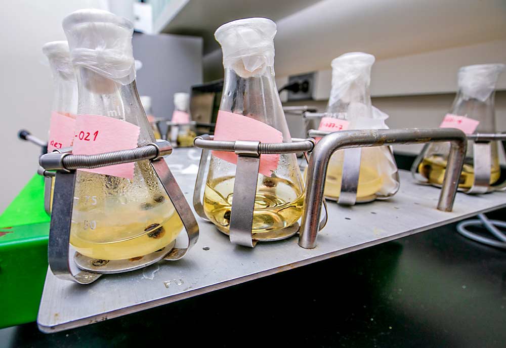 Scab samples in the Cornell AgriTech lab await genetic fingerprinting. There’s been less research on the genetic diversity of scab than fire blight, Khan said, because fire blight is a more pressing industry priority and because growing scab in the lab for research has posed a greater challenge, which his team is working to overcome. (TJ Mullinax/Good Fruit Grower)