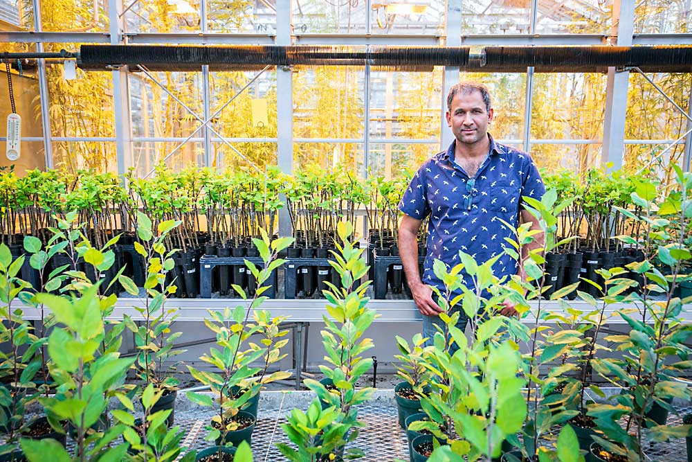 Awais Khan poses for a portrait amid Cox Orange Pippin and Malus sieversii crosses used to map the genetics of fire blight resistance and develop markers. (TJ Mullinax/Good Fruit Grower)