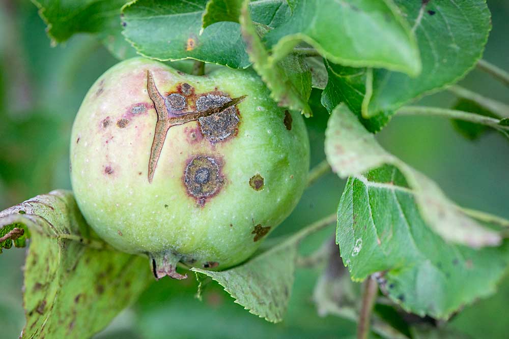 The genetic variation of scab susceptibility is readily apparent in an old orchard block at Cornell University in Geneva, New York, where researchers stopped spraying fungicides to see which cultivars and crab apples are most susceptible — and least susceptible — to scab. (TJ Mullinax/Good Fruit Grower)