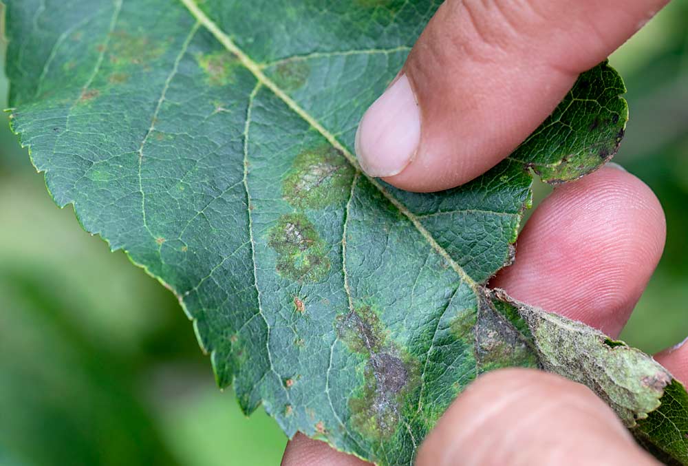 Awais Khan shows samples of apple scab lesions in a Cornell research orchard block he is using to detect scab resistance in the apple genome. (TJ Mullinax/Good Fruit Grower)