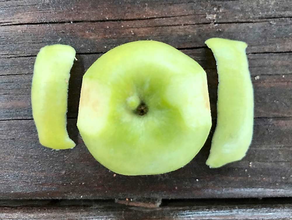 With two strips of peel from a golf ball sized Honeycrisp, or rather, peels from 30 such apple samples, a new analytical test developed by Cornell physiologist Lailiang Cheng and extension specialist Mario Miranda Sazo can provide an early indication of bitter pit risk (Courtesy Mario Miranda Sazo/Cornell University)