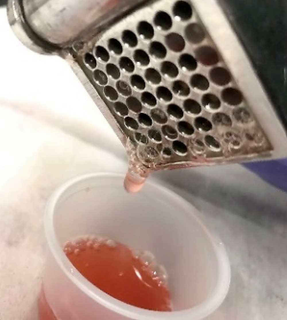 In the lab, Cornell technicians use a garlic press to squeeze the juice, or sap, out of the peel samples for analysis. Focusing on the peel, and using the juice rather than drying the samples, seems to more efficiently deliver more accurate bitter pit insights. (Courtesy Mario Miranda Sazo/Cornell University)