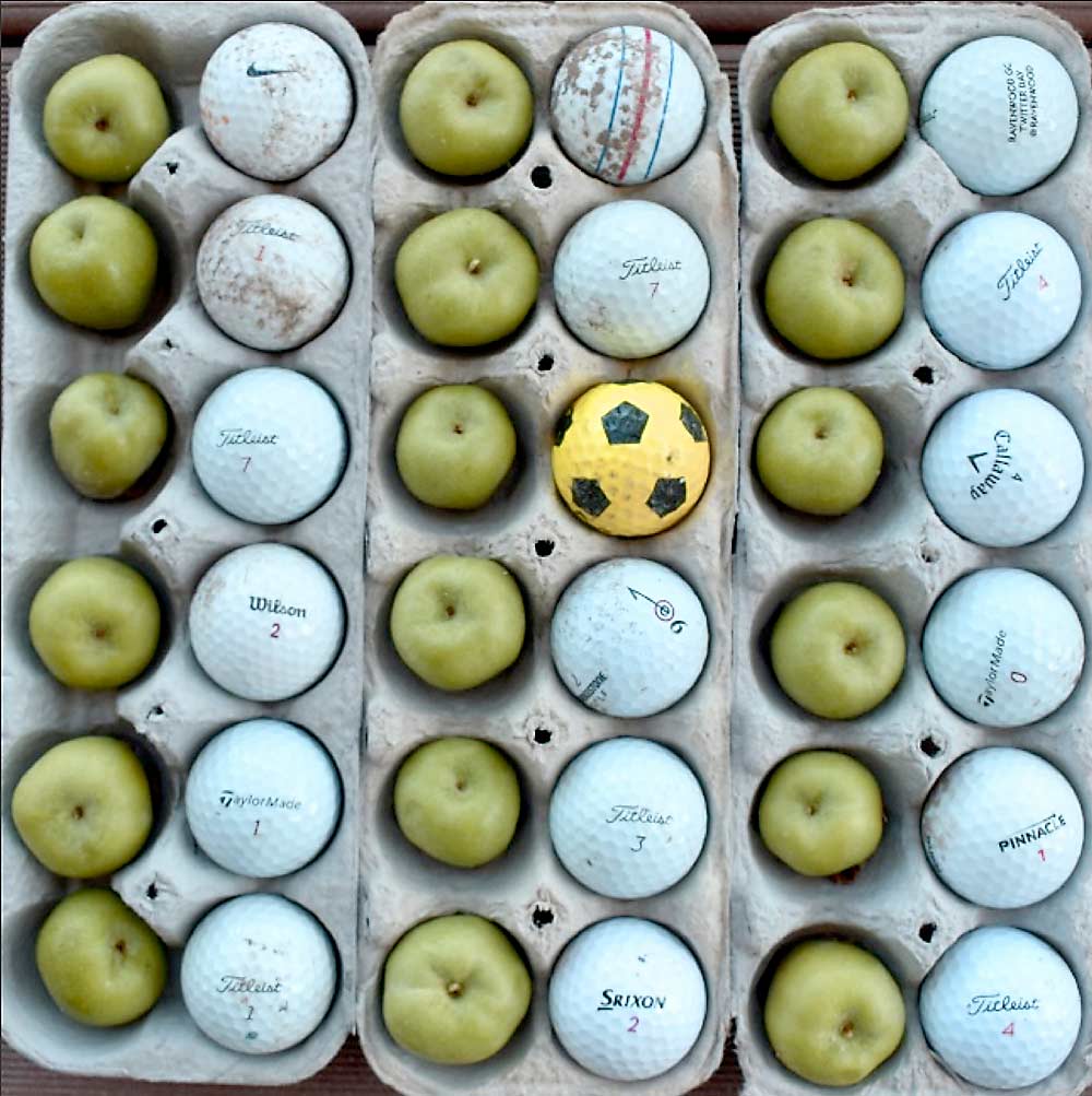 For maximum accuracy, the closer fruit samples are to 55 grams, approximately the size of a golf ball, the better the analytical approach works, Cheng said, but this season they plan to develop a correction factor, recognizing that growers’ samples will vary somewhat in size. (Courtesy Mario Miranda Sazo/Cornell University)