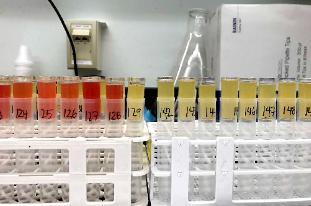 At the Cornell Nutrient Analysis Laboratory in Ithaca, New York, the calcium, potassium and magnesium content of the peel sap is analyzed with the ICP spectrometry approach. Nitrogen has traditionally been analyzed separately, but the Cornell team developed a new technique to measure nitrogen from the same sap samples, and they plan to test it this year. (Courtesy Mario Miranda Sazo/Cornell University)